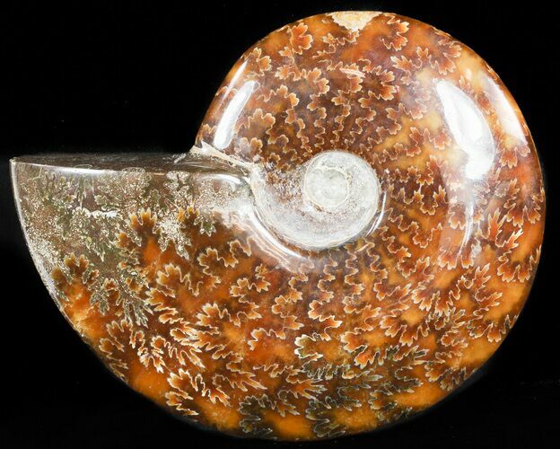 Cleoniceras Ammonite Fossil - Madagascar #44373